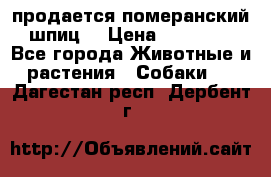 продается померанский шпиц  › Цена ­ 35 000 - Все города Животные и растения » Собаки   . Дагестан респ.,Дербент г.